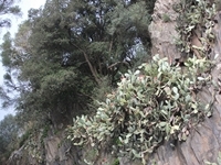 cantara gole23122011 026